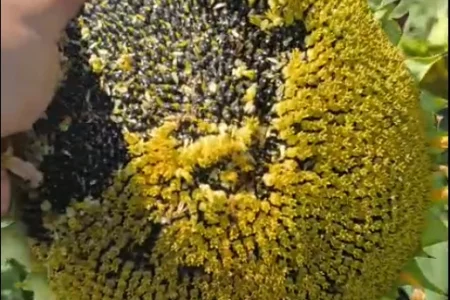 Гибрид подсолнечника АЙ ДАР!  Видео с полей!