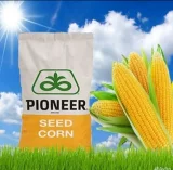 Семена кукурузы PIONEER