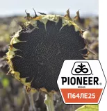 Pioneer П64ЛЕ25