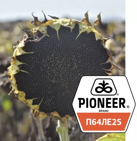 Pioneer П64ЛЕ25
