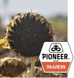 Pioneer П64ЛЕ99