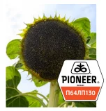 Pioneer П64ЛП130